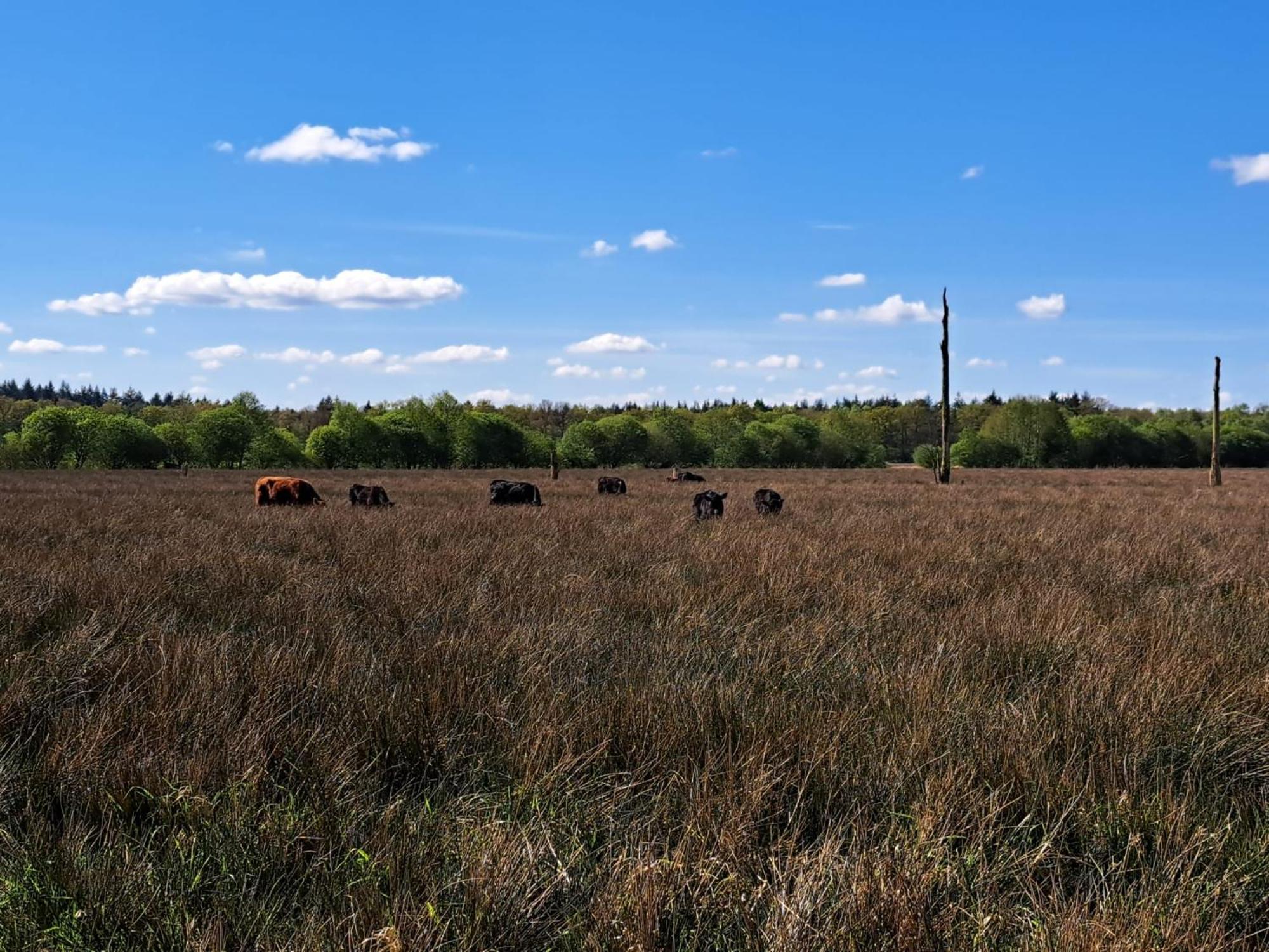Natuurhuisje Meppen Экстерьер фото